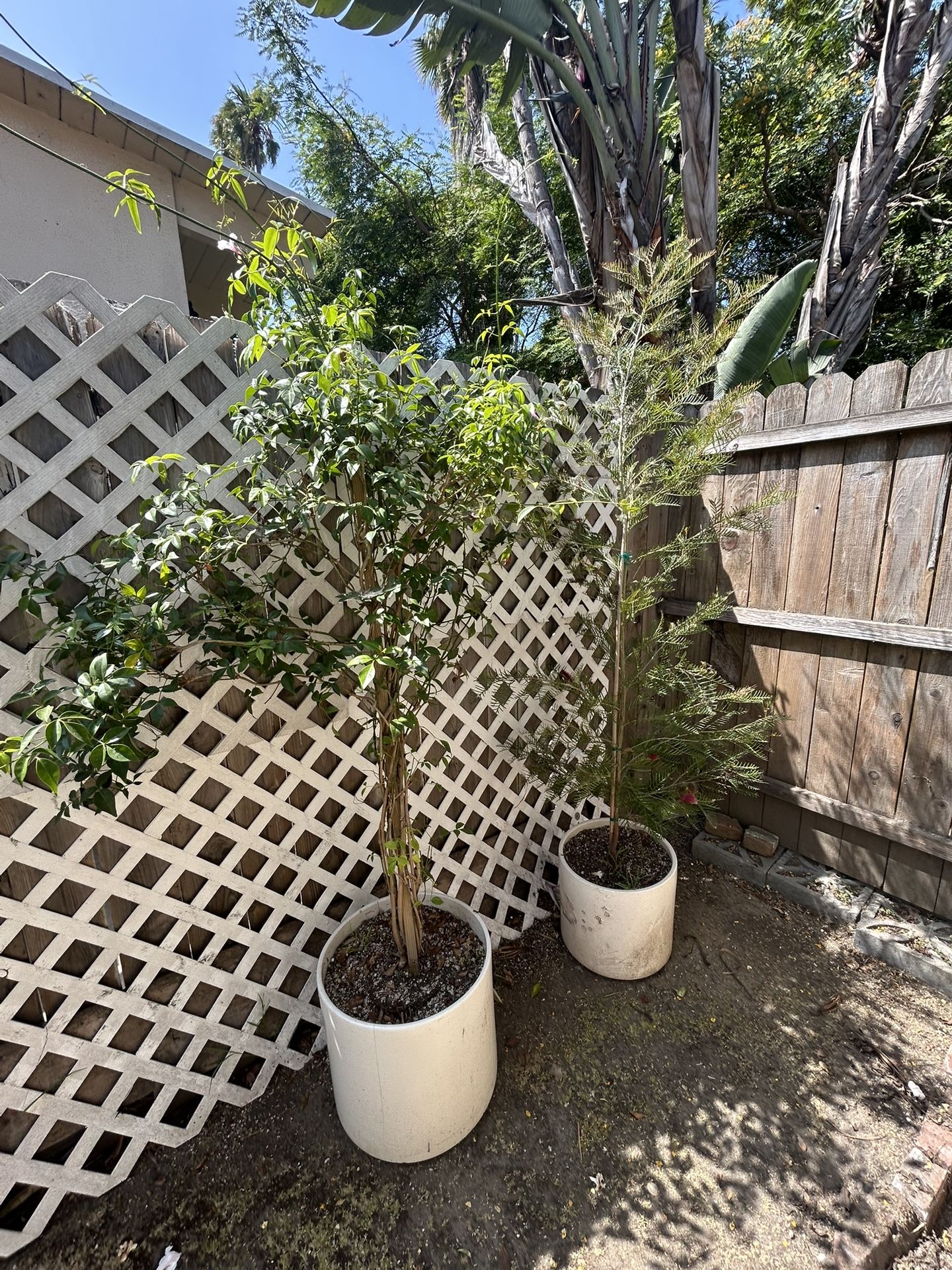 Potted Plants