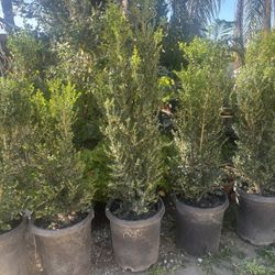 Green Beauty Boxwood