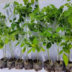 10 Moringa Tree Seedlings (6-12" Live Plant) With Free Seeds 