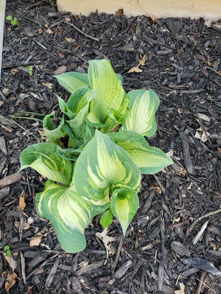 Hosta Varigated