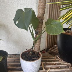 monstera-deliciosa-swiss-cheese-plant