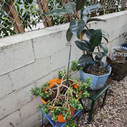 Big plant sale open !!!