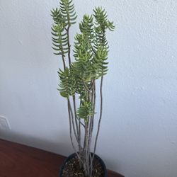 Mini Christmas Tree Succulent