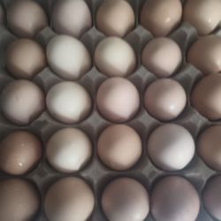Farm Fresh Eggs