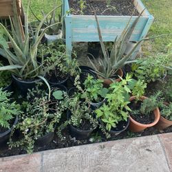 Part Three Of The Wonderful Plants