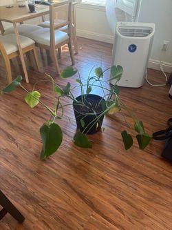 Indoor Plant