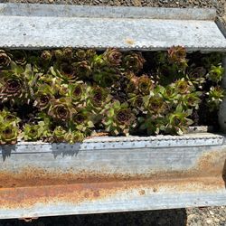 Vintage Metal Tool Box Planted with Red-Tipped Hens and Chicks
