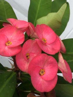 Euphorbia Milii Crown of Thorns Live Plant