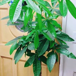 Big Money Tree