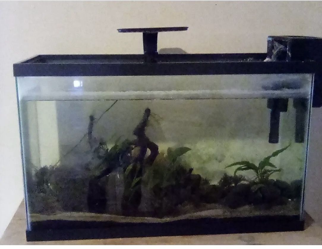 29 gallon aquarium with Seachem filter and Aqueon light!