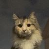 Kool Kat 