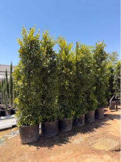 Indian Laurel ficus 25 gal