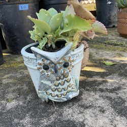 Owl Flower Pot With Succulent
