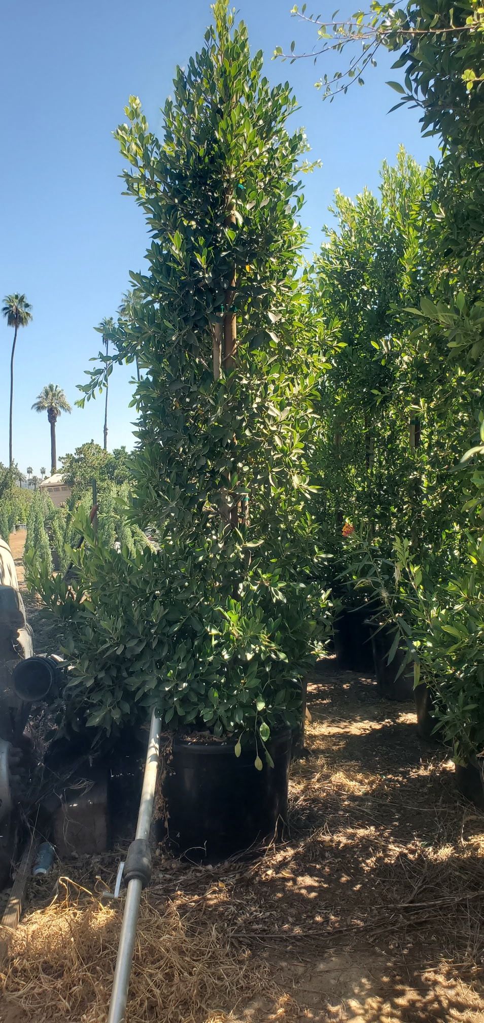 24 GL FICUS TREES( 9FT)