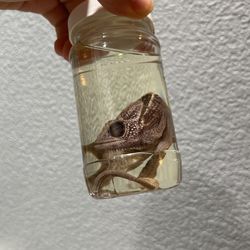Chameleon Wet Specimen 