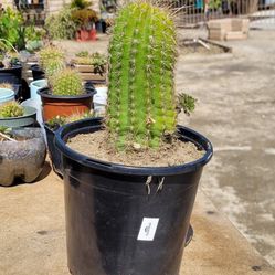 6 " Potted Cactus Plants