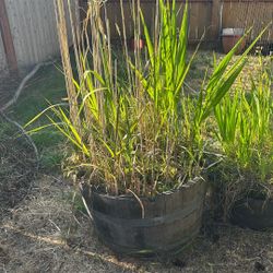Plants 