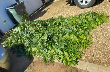 Free pecan branches