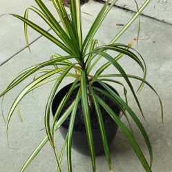 Dracaena Sunray plant/ see discription 👍 👍