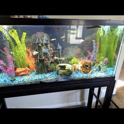 55 Gallon Aquarium