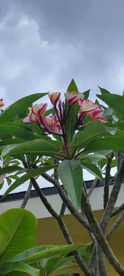 Plumeria cuttings