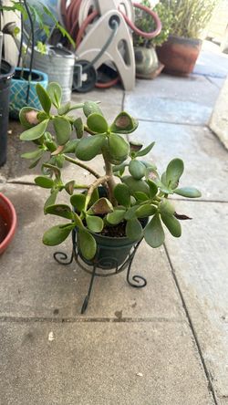 Jade plant including plant stand