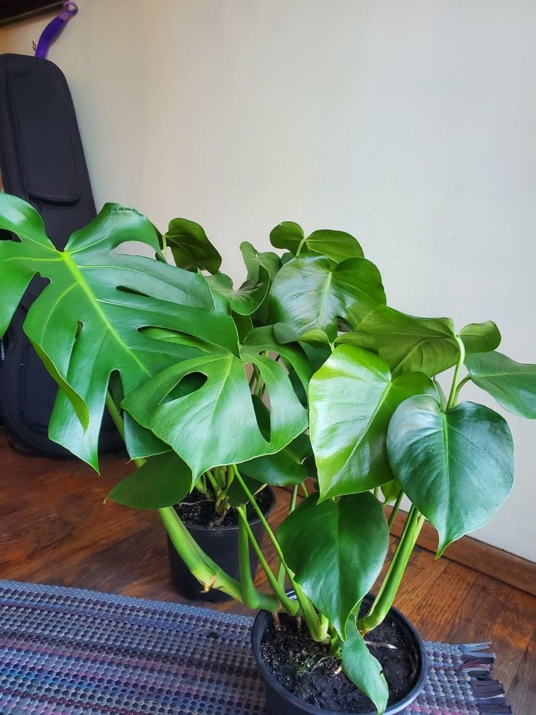 Monstera Deliciosa Plant