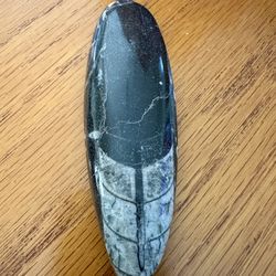 5 inch Orthoceras Fossil