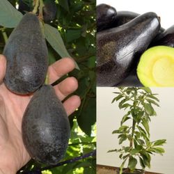 Mexicola Cold Hardie Avocado Grafted Trees In 3gal