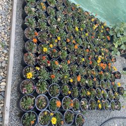 Planta Gazania Mix De 1 Gal 