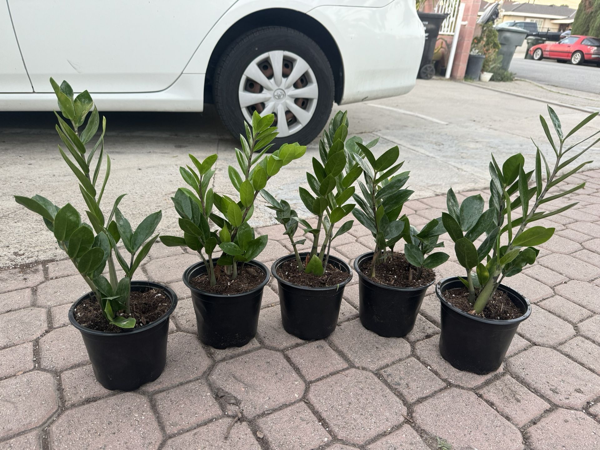 Zz Plant 15$ Each