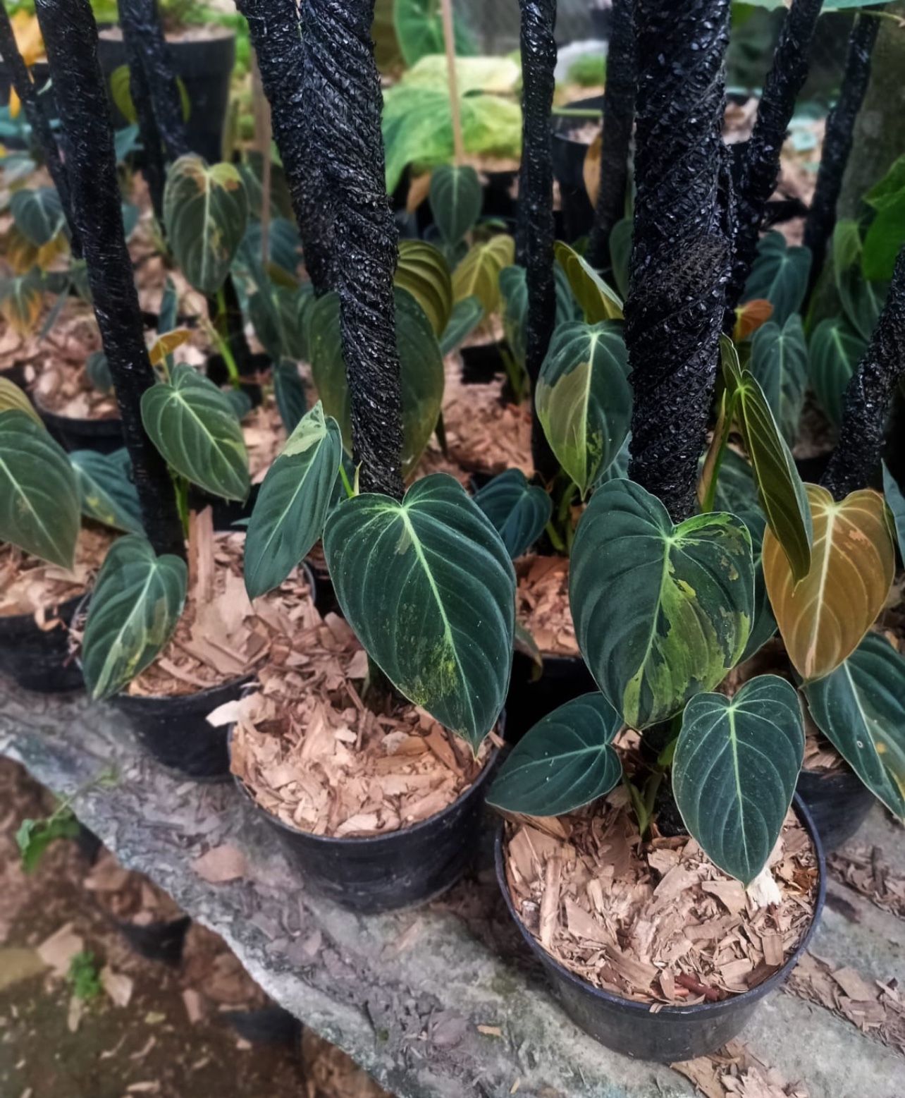 Plant Shop Preorder Rare Variegated Plant Billietiae Adansonii Philodendron Monstera Scindapsus