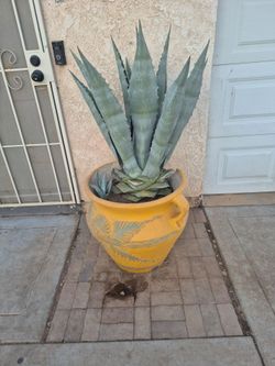 Agave plants FREE!