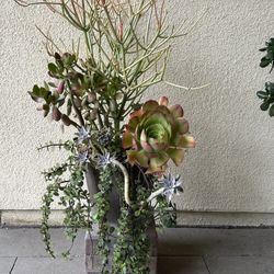 Assorted Succulent Plants 
