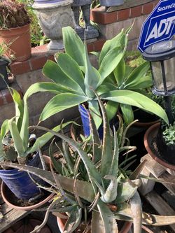 Plants must sell in 5 gallon pots drought tolerant