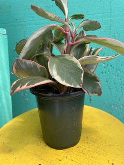 Indoor variegated plant 🌱