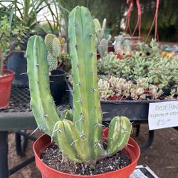 Blue myrtle-cactus