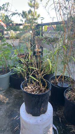 FREE: Struggling bamboo plant