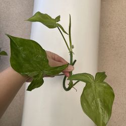 Philodendron Camposportaonum Plant CUTTING 