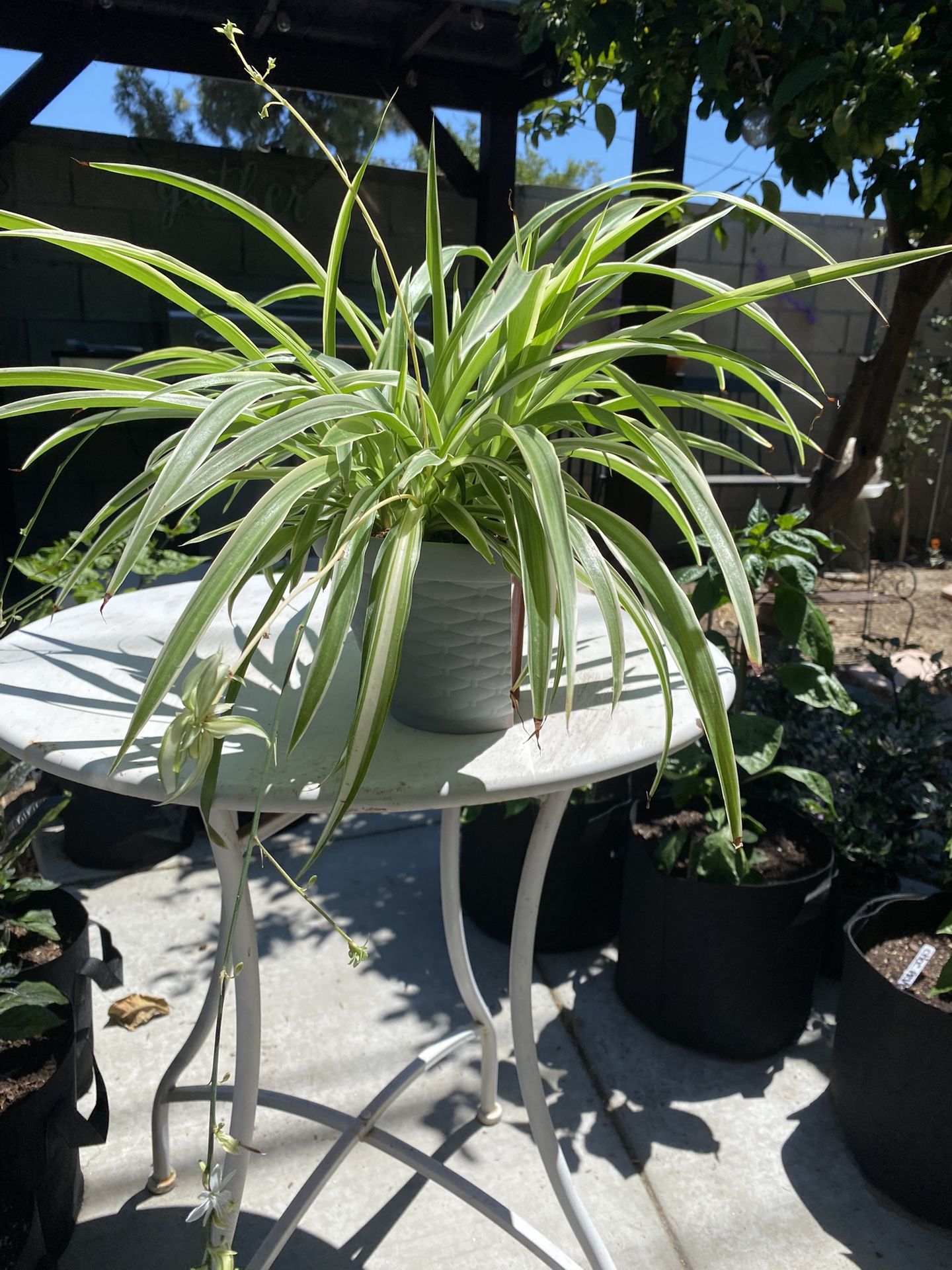 Potted Spider Plant