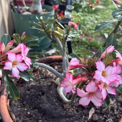 Adenium Desert Roses Live Plant With Thick Caudex 