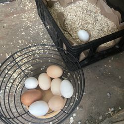 Fresh eggs 