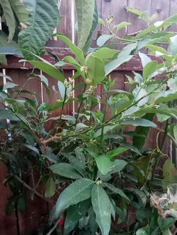 Asian citrus