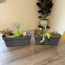 Succulent Arrangement