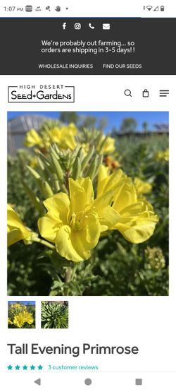 4-5 ft tall evening primrose ..potted