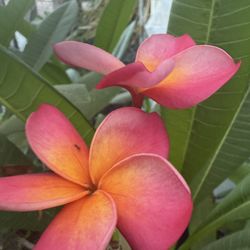Plumeria Cutting