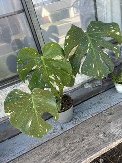 Monstera Thai Constellation