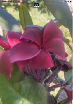 Plumeria cuttings sale tonight and tomorrow many sizes and colors. starting at $10 but prices depend on color and size. from small to instant tree