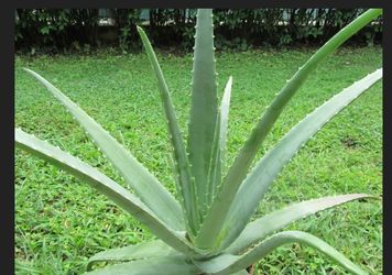 Huge aloe Vera