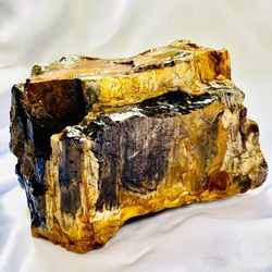 LARGE PNW Petrified Fossilized Wood Raw Rough Stone Crystal Natural Rock 3.4 Lbs